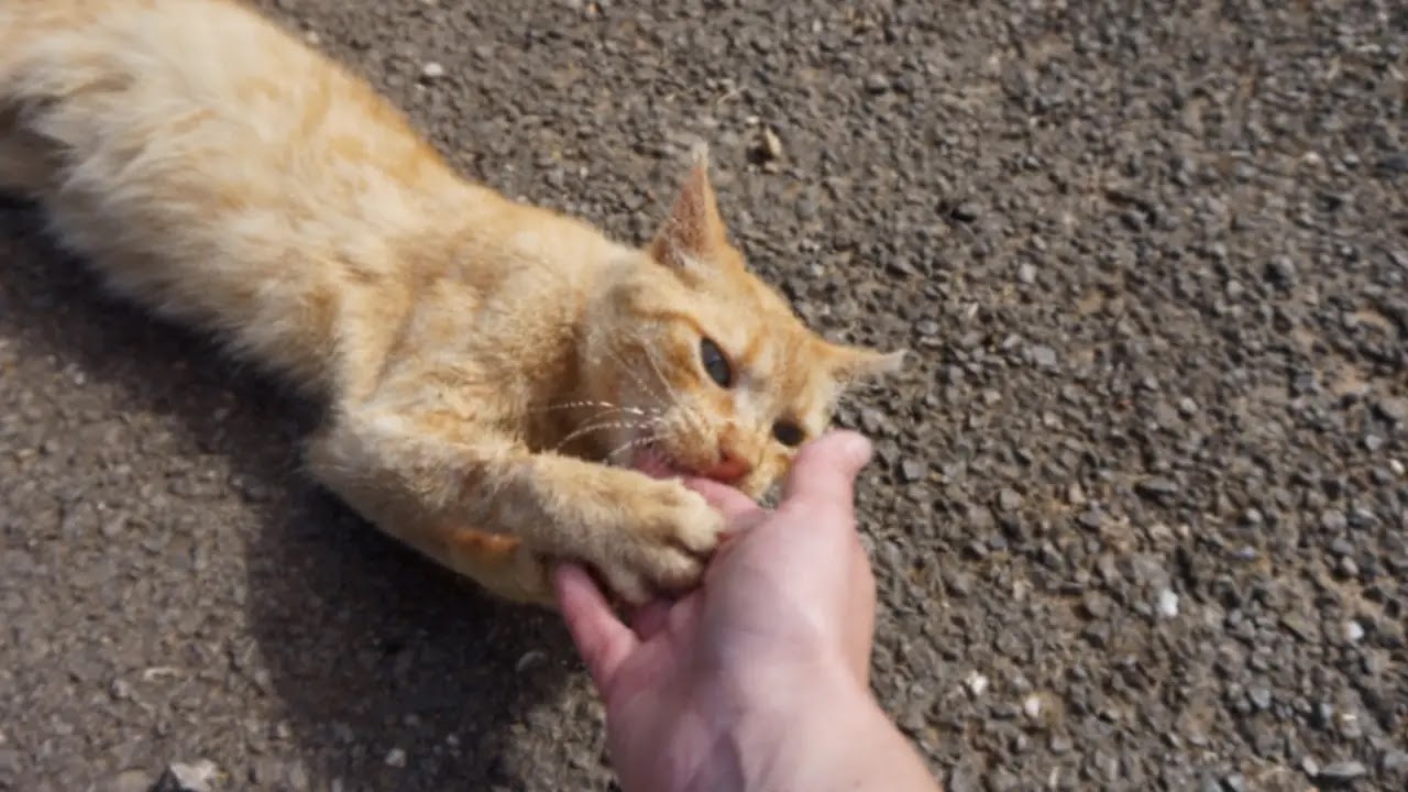cat biting causes andprevention f