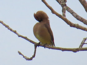 cedar waxwing