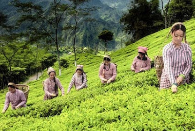 tea Garden in Darjeeling