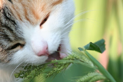 Kenapa kucing makan rumput?