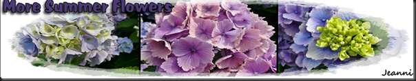 hydrangeas
