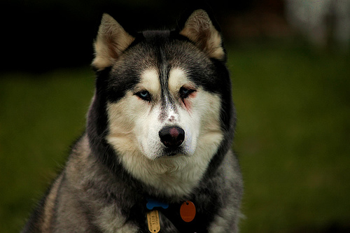 cancer: Alaskan Husky Dogs Histroy,Background,Health