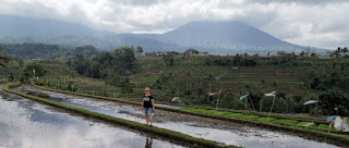 Jatiluwih Rice Terraces o Terrazas de Arroz de Jatiluwih. Isla de Bali, Indonesia.