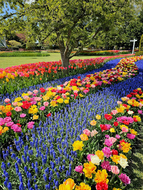 Beautiful colorful tulips, flowers