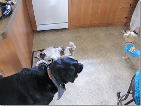 Rigg's,Buddy&Eliza06-04-13b