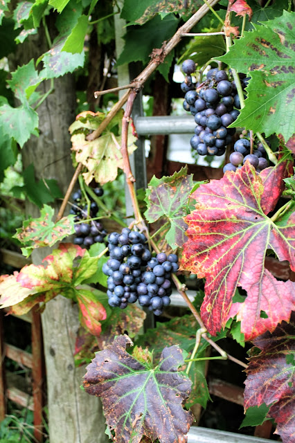 uk garden autumn