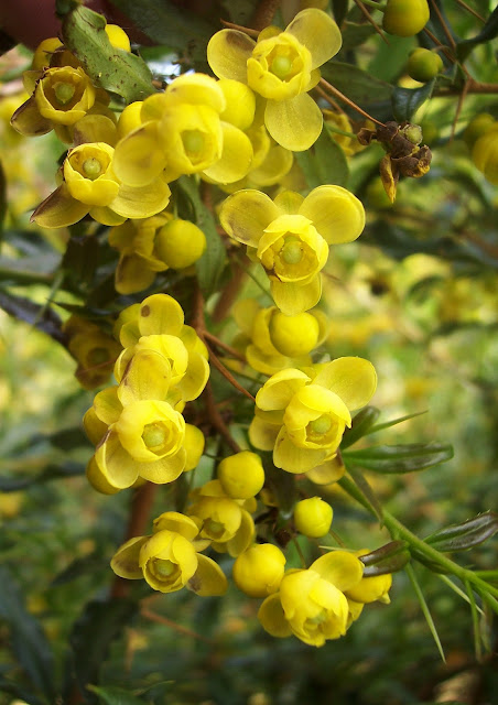 beautiful barberry flower