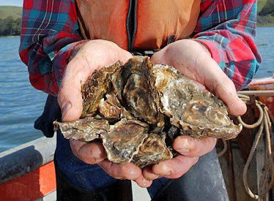 A female oyster produces 100 million young in her lifetime