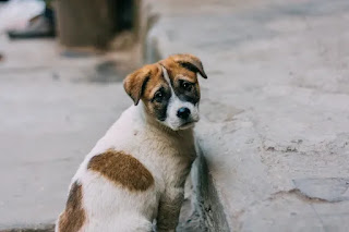 ¿Qué hacer si encuentras un perro callejero?