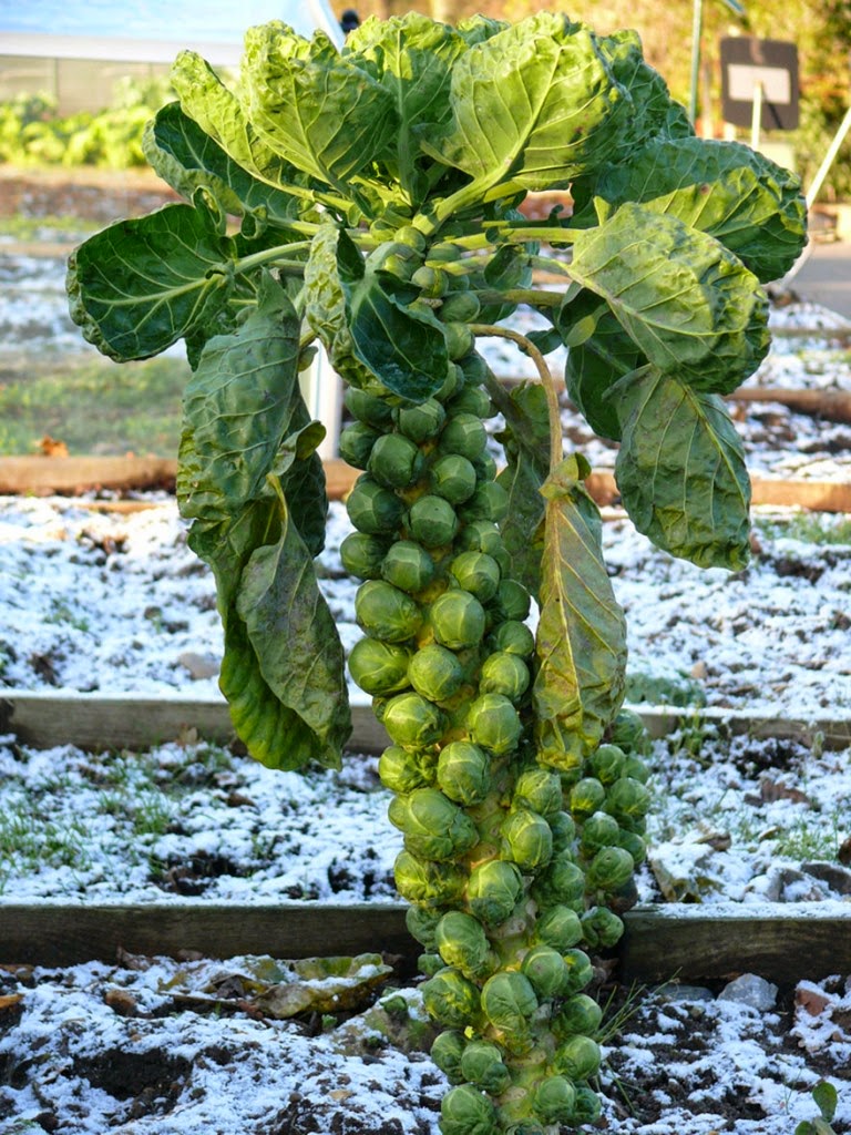 Do You Know What Your Favorite Foods Look Like While Growing - Cruciferous brussel sprouts grow like this. Sometimes stores even sell them still on the stalk.