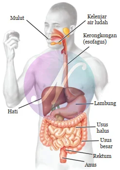 Organ Pencernaan Utama