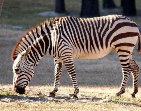 zebra Photo