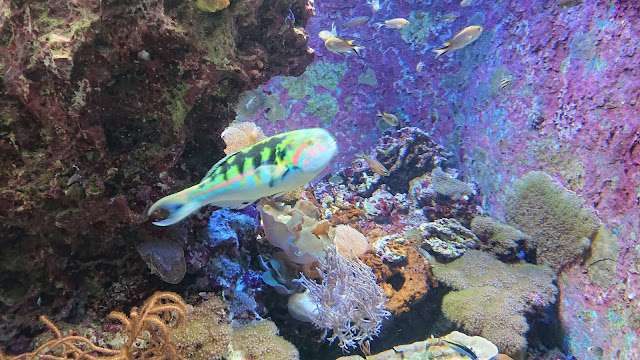 沖縄 美ら海水族館