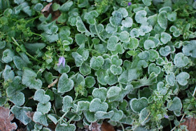 Aubretia covered in frost