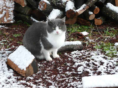 Gatto nella neve