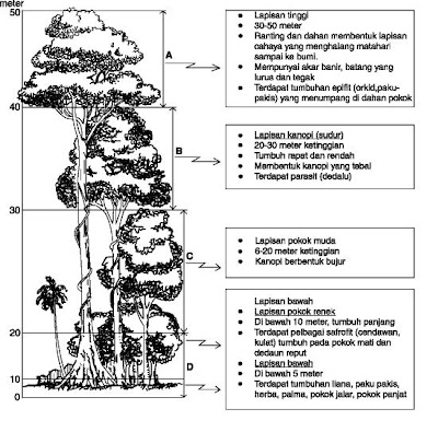 Geografi Fizikal dan Manusia Tingkatan 1 Hutan Hujan 
