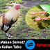 Ayam Aduan Makan Semut? Yang Belum Kalian Tahu