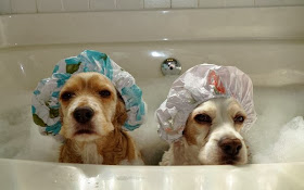 Funny animals of the week - 6 December 2013 (35 pics), dogs take a bath wears shower hats