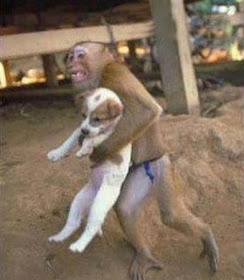 funny animal pictures with captions. funny animal pictures with