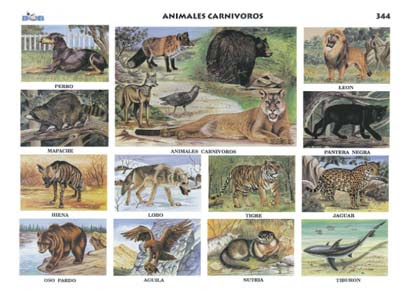Los Animales Animales Carnivoros Herbivoros Y Omnivoros