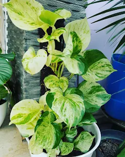 Manjula Pothos