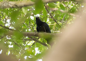 Asian Koel - Pasir Ris, Singapore