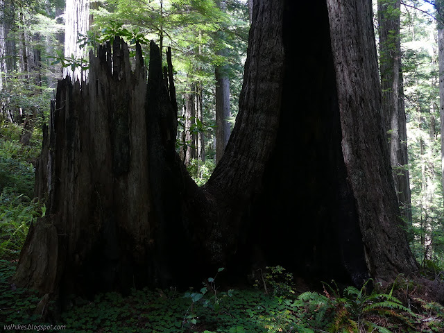 hollow where there was a tree