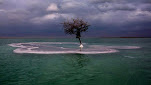 El árbol solitario “árbol de la vida” que crece en medio del Mar Muerto