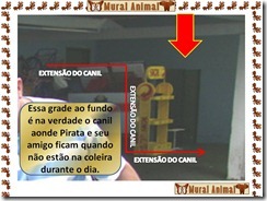 cao_pirata04
