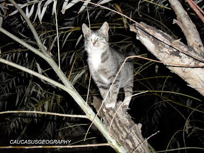 FREE CAT PORTRAIT IMAGE