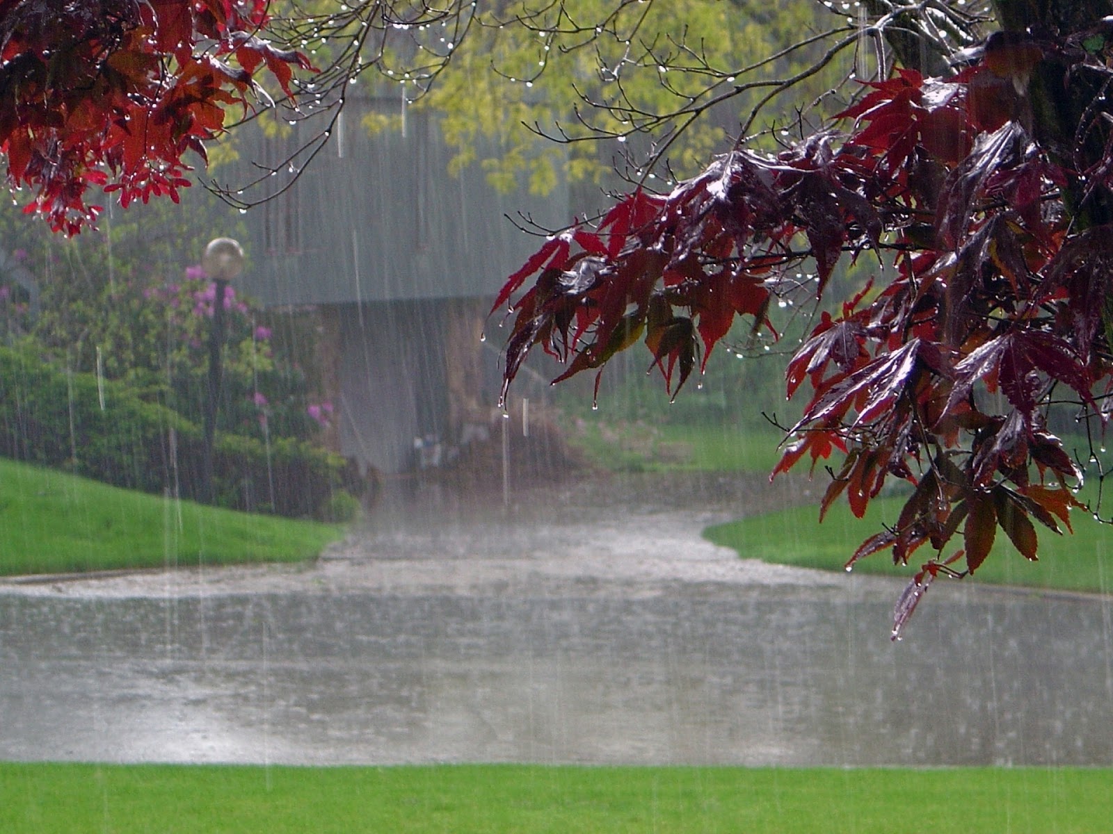 All HD Wallpapers: Rain HD Nature Wallpapers 2012-2013