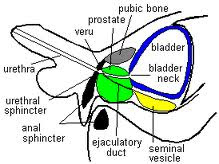 prostatitis cronica sintomas prostatitis cronica