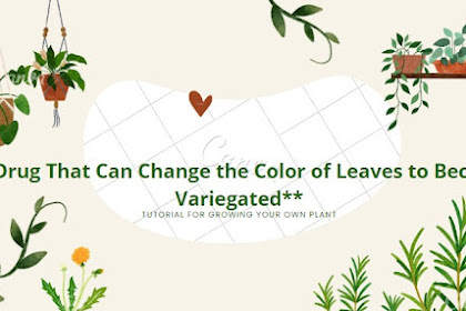 **Drug That Can Change the Color of Leaves to Become Variegated** 