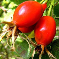 Rosehips image