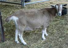 KAMBING TOGGENBURG