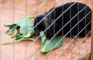 Sassy munching her Sunday dinner