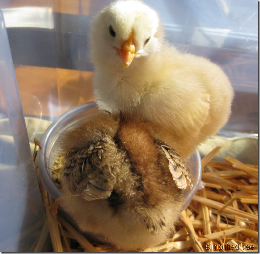 baby chicks yellow brown