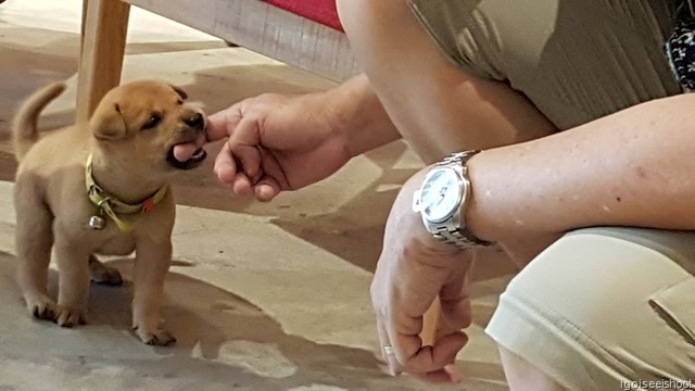 cafe is located above the Ginkgo store. A playful puppy at the cafe tested its teeth on my finger but no damage done.