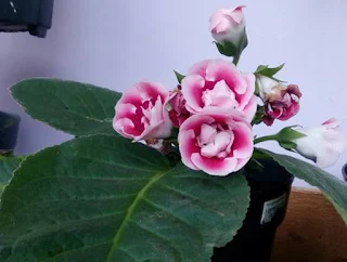 Gloxinia