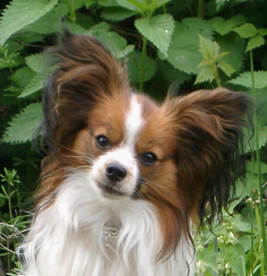 Papillon