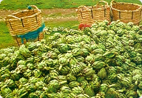 alcachofas3