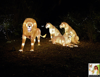 Illuminated Pride of Lions Bronx Zoo Holiday of Lights 2019 NEW