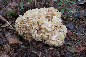 fungus