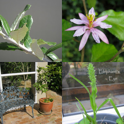 Brachylaena, Grewia lime tree, Corycium