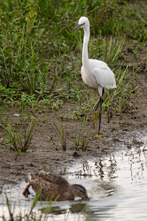 Wildlifefotografie Lippeaue Seidenreiher Olaf Kerber