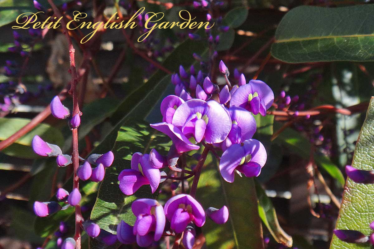 Petit English Garden Of Marple Poirot Purple Flowers Of Hadenbergia ハーデンベルギアの紫の花