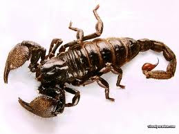 thel kotinaal visam muriya iyarkkai vaithiyam, Natural medicine for scorpion bite poison