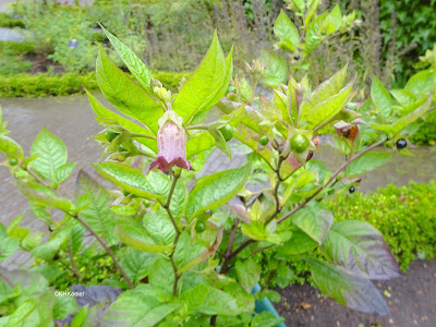 belladonna, Atropa belladonna