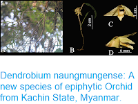 https://sciencythoughts.blogspot.com/2018/04/dendrobium-naungmungense-new-species-of.html