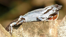Brown Anole Shedding and Eating It's Skin